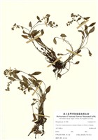 藏品(南湖附地草)的圖片
